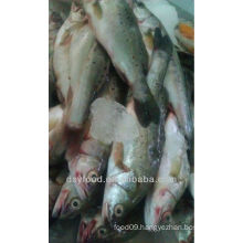frozen sea bass price